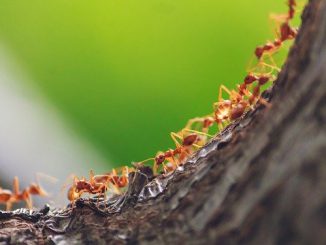 Ants in a Line
