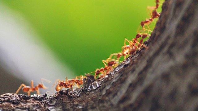 Ants in a Line