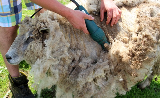 Shearing