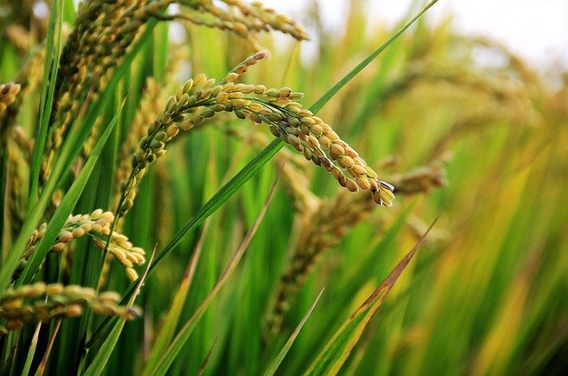 Paddy Crop