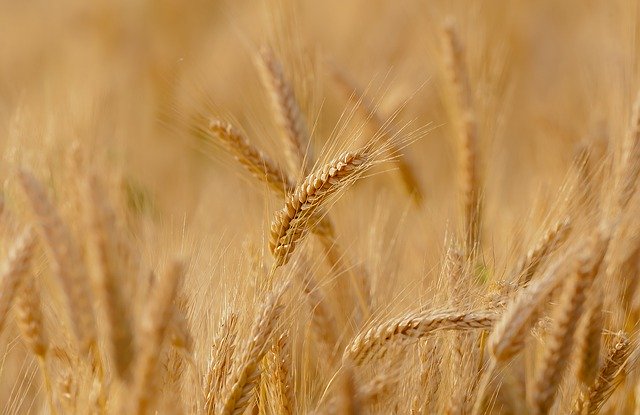 Wheat crop