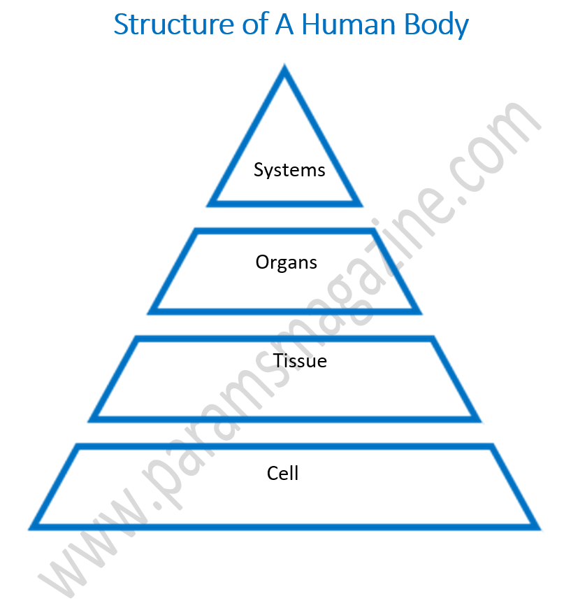 What is Cell - Structure of Human Body